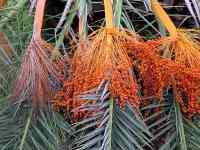 Biloxi: tree, palm nuts, palm leaves